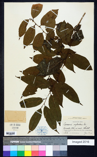 Casearia sylvestris image