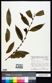 Casearia sylvestris image