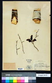 Casearia ilicifolia image