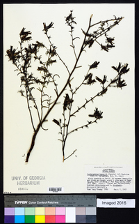 Cordylanthus pilosus subsp. hansenii image