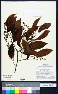 Homalium racemosum image
