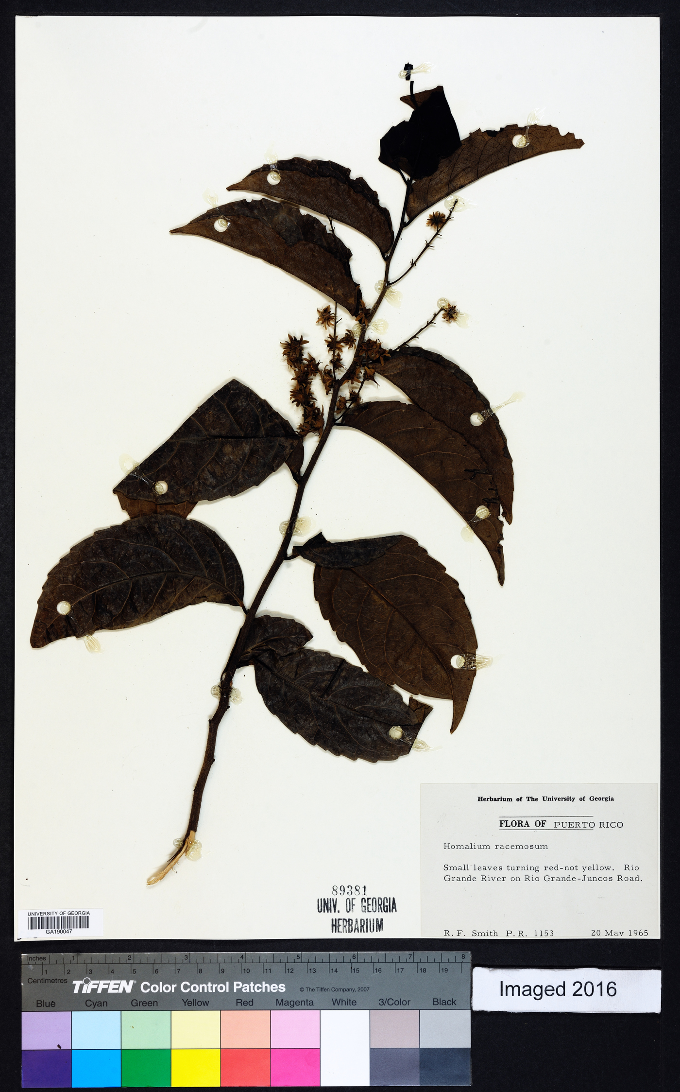 Homalium racemosum image