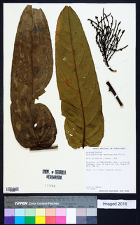 Tetrathylacium macrophyllum image