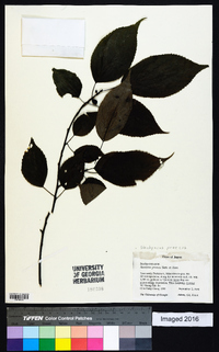 Stachyurus praecox image