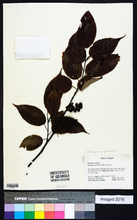 Stachyurus praecox image