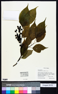 Stachyurus praecox image