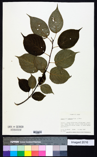 Stachyurus praecox image