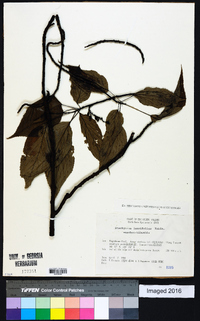 Stachyurus praecox var. matsuzakii image