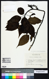 Stachyurus praecox image