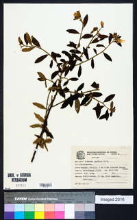 Image of Turnera opifera