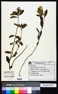 Image of Turnera grandiflora
