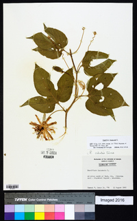 Passiflora incarnata image