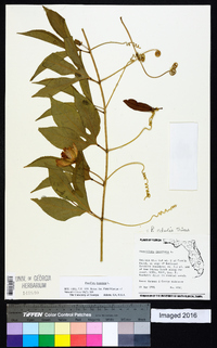 Passiflora incarnata image