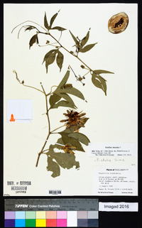 Passiflora incarnata image