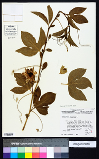 Passiflora incarnata image