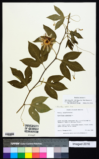 Passiflora incarnata image