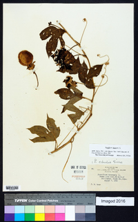 Passiflora incarnata image