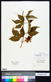 Passiflora incarnata image