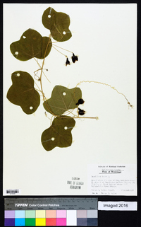 Passiflora lutea image