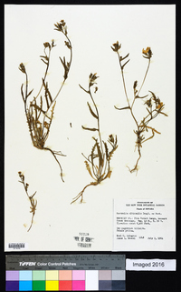 Mentzelia albicaulis image