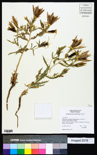 Mentzelia laevicaulis image