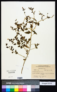 Mentzelia oligosperma image