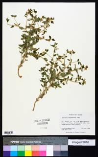 Mentzelia oligosperma image