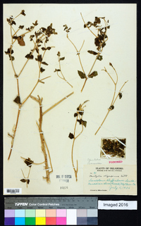 Mentzelia oligosperma image