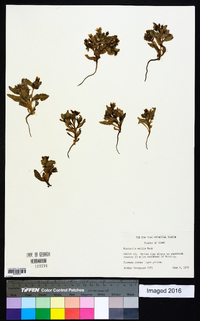 Mentzelia mollis image