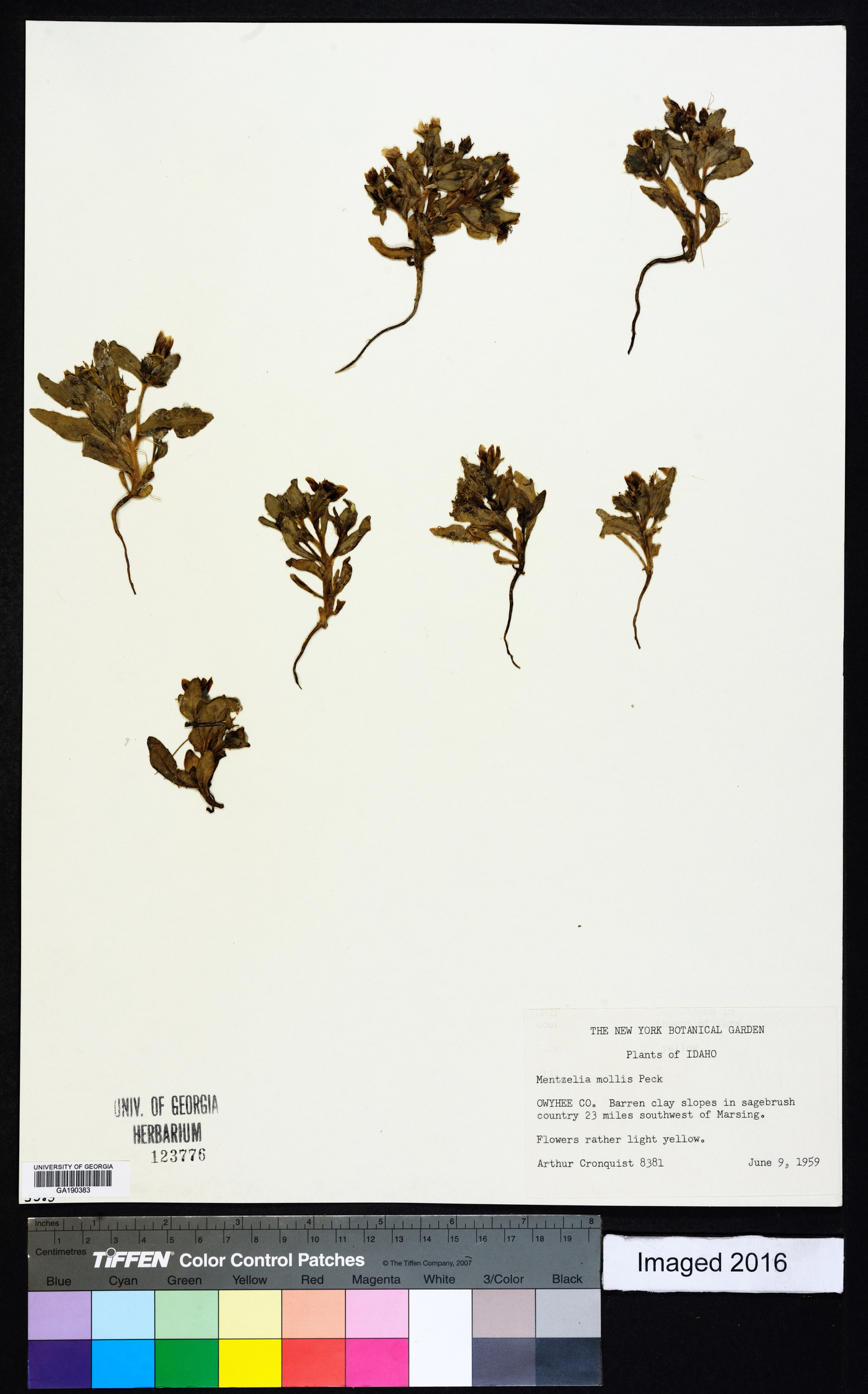 Mentzelia mollis image