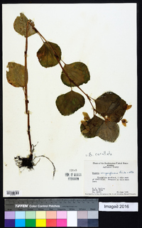 Begonia cucullata image