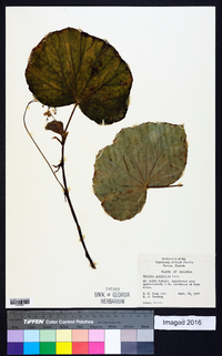 Begonia acutifolia image