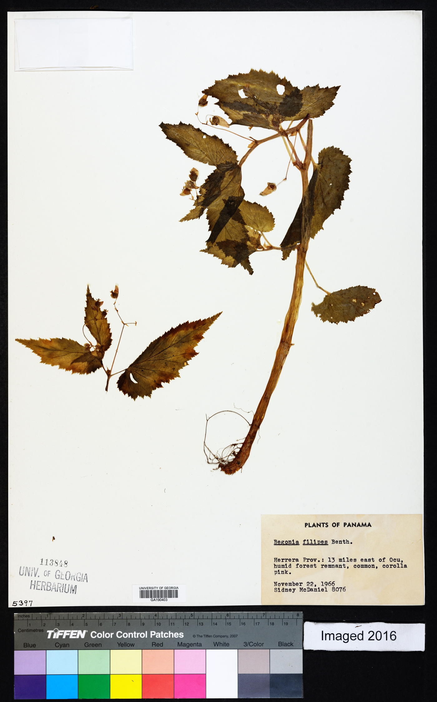 Begonia hirsuta image