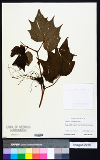 Begonia palmata image