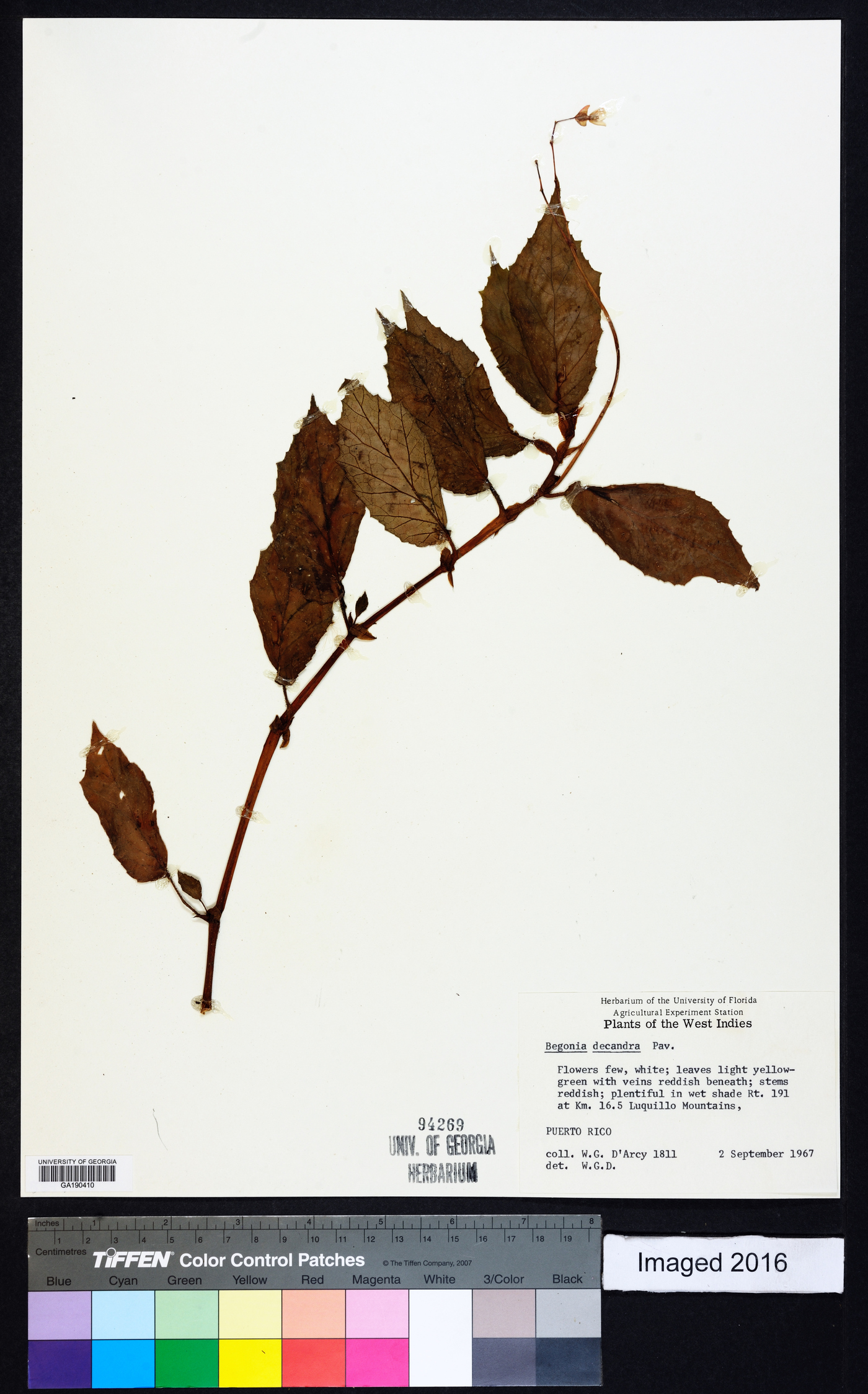 Begonia decandra image