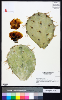 Opuntia engelmannii image