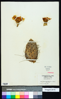 Opuntia polyacantha image