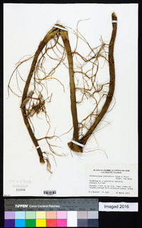 Selenicereus pteranthus image