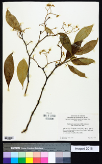 Daphnopsis americana image