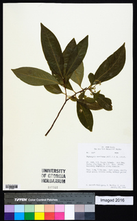 Daphnopsis americana image