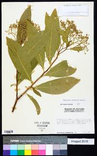 Daphnopsis americana image