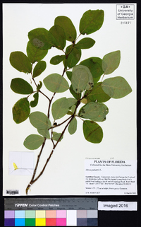 Dirca palustris image