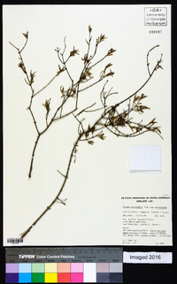 Pimelea microcephala image