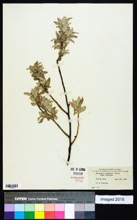 Elaeagnus commutata image