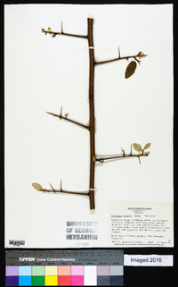 Elaeagnus pungens image