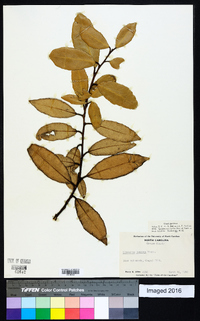 Elaeagnus pungens image