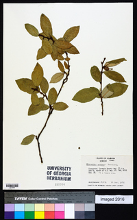 Elaeagnus pungens image