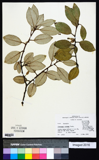 Elaeagnus pungens image