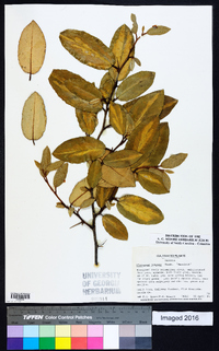 Elaeagnus pungens image