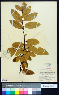 Elaeagnus pungens image